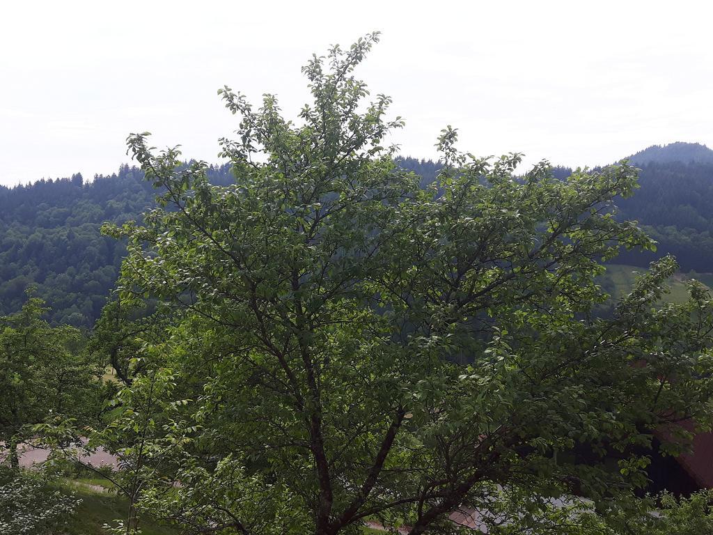 Ferienhof Fischer Seebach Exteriör bild